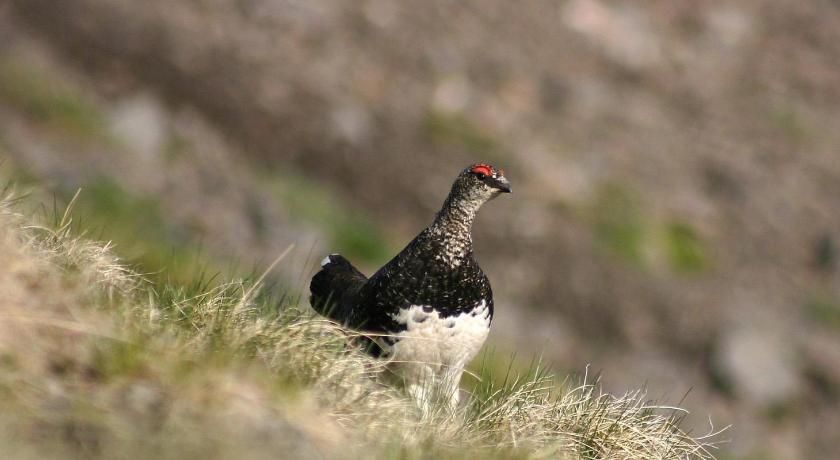 Hôtel La Grange Aux Marmottes