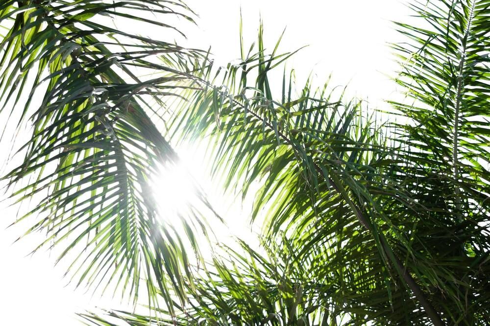 Villa Amalie & Villa Curiel