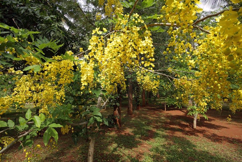 sembo-389722-5c0cb0-874764 Shreyas Retreat