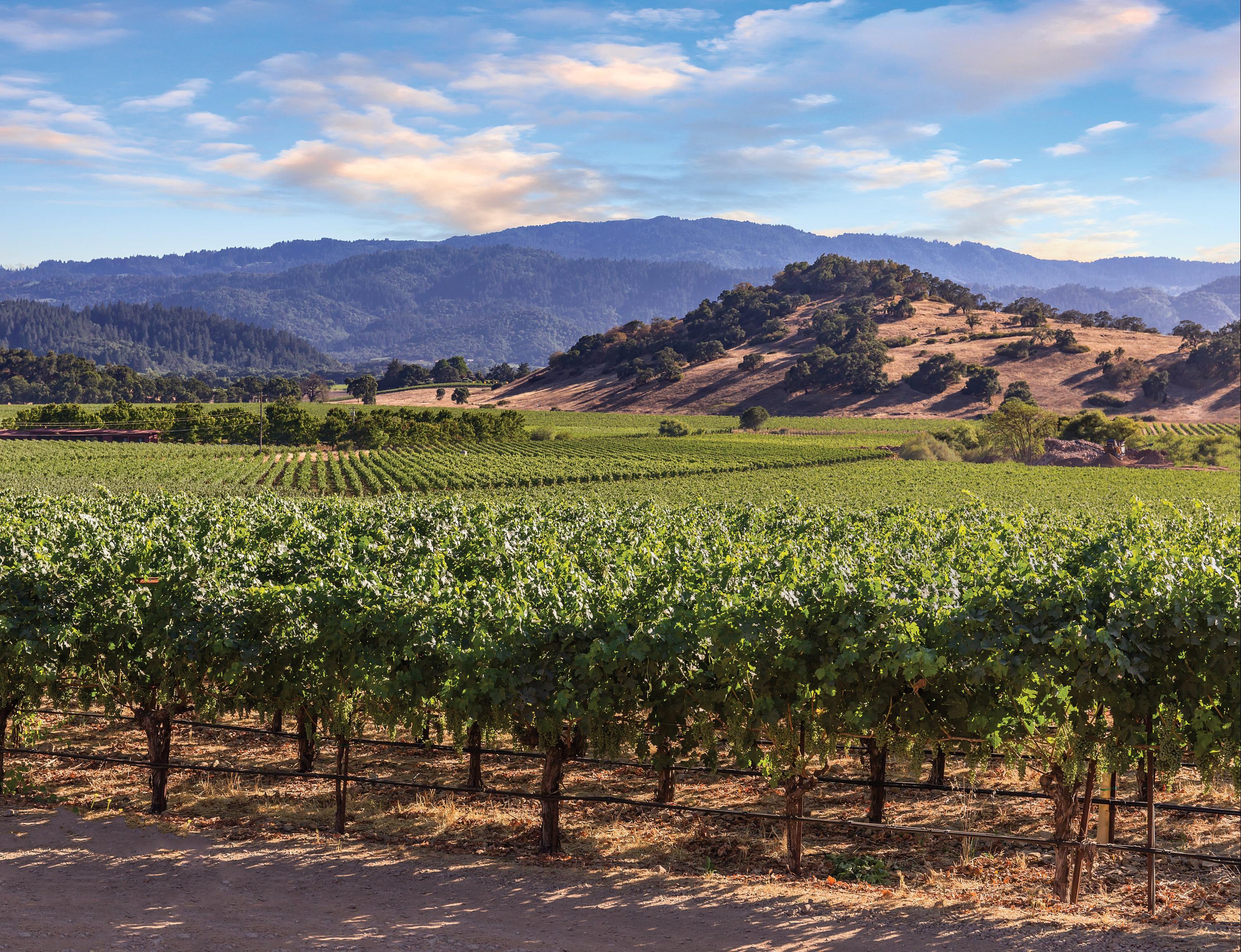 Vino Bello Resort $257 ($̶4̶8̶8̶). Napa Hotel Deals & Reviews - KAYAK