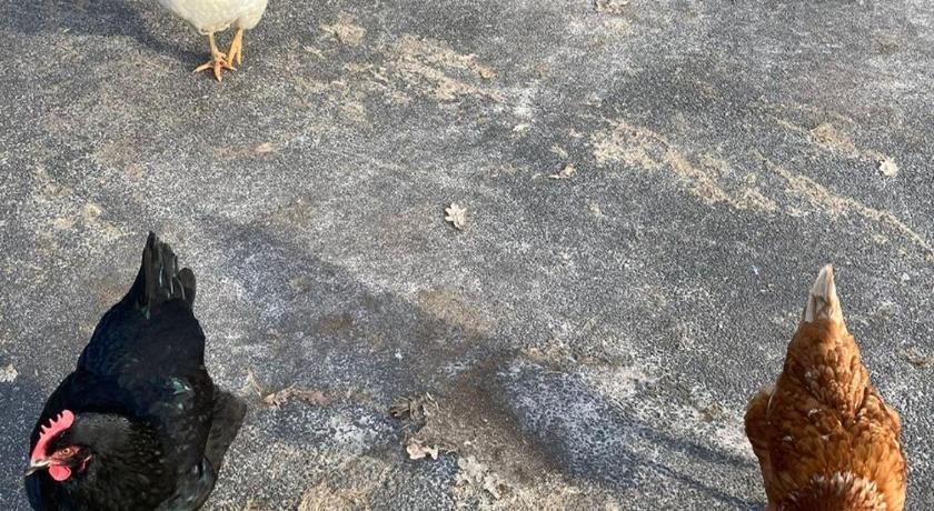 Märchencamping Lower Saxony - stuhr visuel 3/5 Märchencamping Lower Saxony - stuhr visuel 3/5