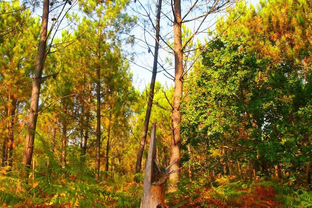 Comfort \'Pigne de Pin\' G (sleeps 6) Aquitaine - Vieux-Boucau-les-Bains visuel 1/5