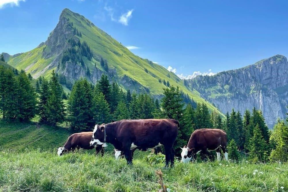 Atypical chalet in alpine pastures Rhône-Alpes - Entremont visuel 2/5 Atypical chalet in alpine pastures Rhône-Alpes - Entremont visuel 2/5