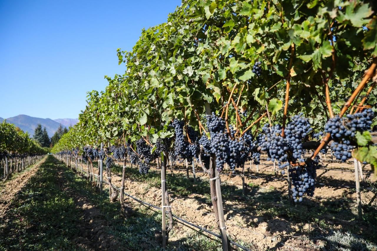 Uva Nestum Wine & Spa