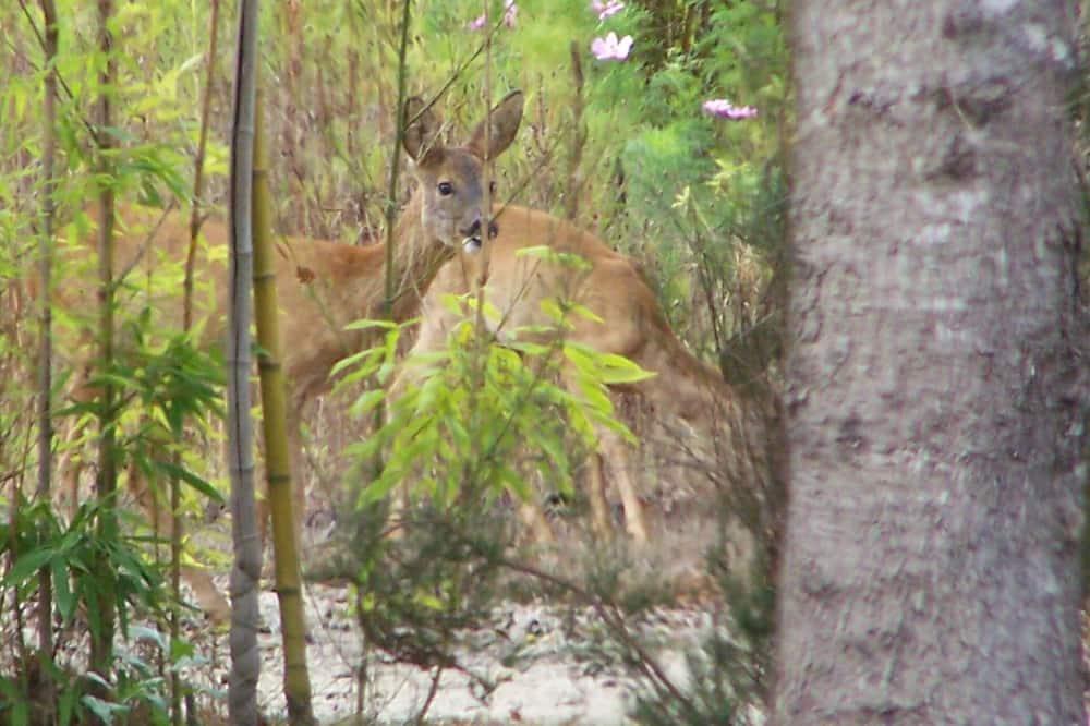 Mobilhome In A Quiet Little Corner Aquitaine - Vendays-Montalivet visuel 3/5 Mobilhome In A Quiet Little Corner Aquitaine - Vendays-Montalivet visuel 3/5