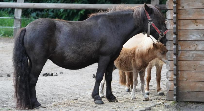 Märchencamping Lower Saxony - stuhr visuel 1/5 Märchencamping Lower Saxony - stuhr visuel 1/5