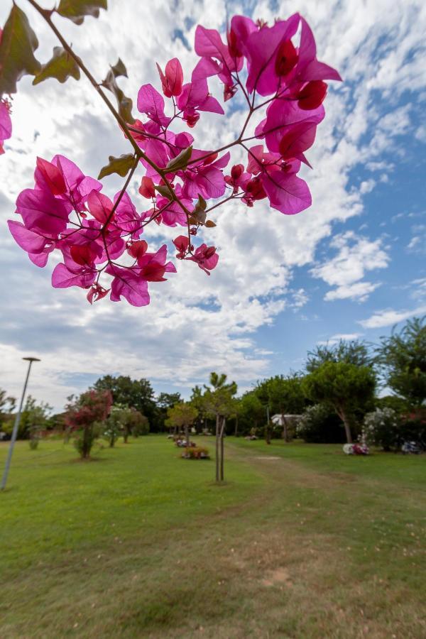 Agricamping Ca' Bodi Veneto - Cavallino visuel 3/5 Agricamping Ca' Bodi Veneto - Cavallino visuel 3/5