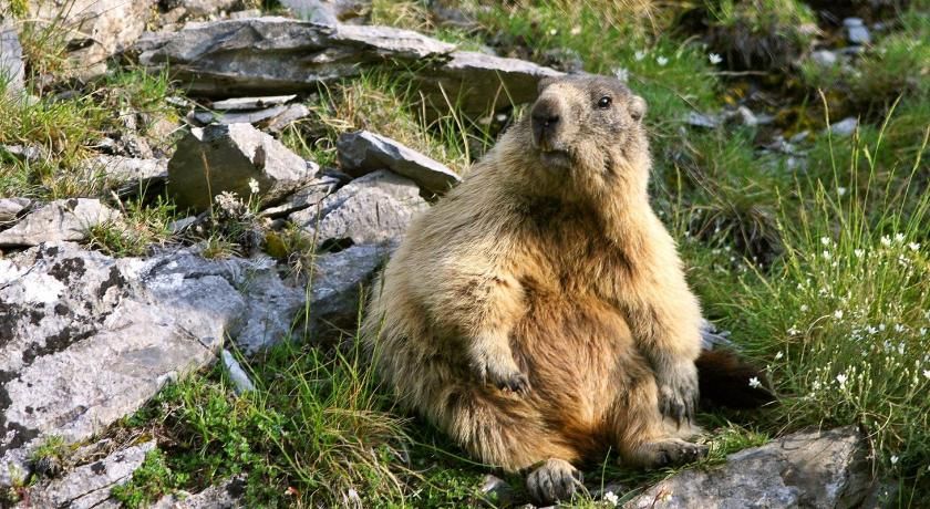 Hôtel La Grange Aux Marmottes