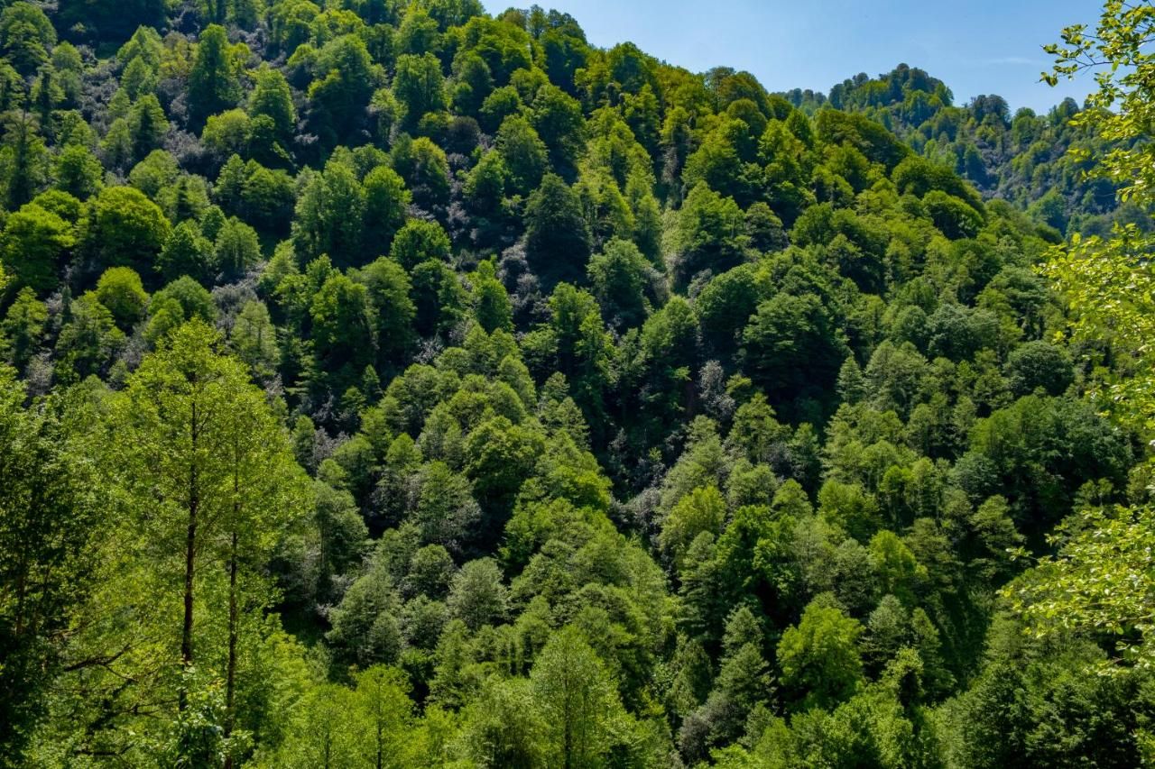 Skydoorცისკარი