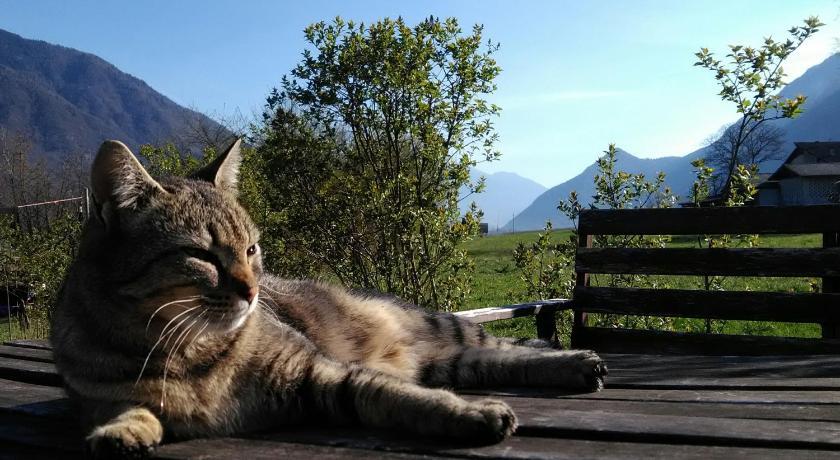 Agritur Airone Bed & Camping Trento-al-adige - Levico Terme visuel 3/5 Agritur Airone Bed & Camping Trento-al-adige - Levico Terme visuel 3/5