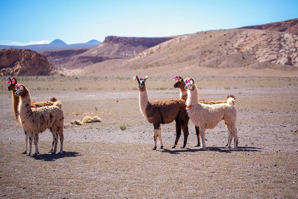 expedia_group-413761-260814751-314529 Tierra Atacama