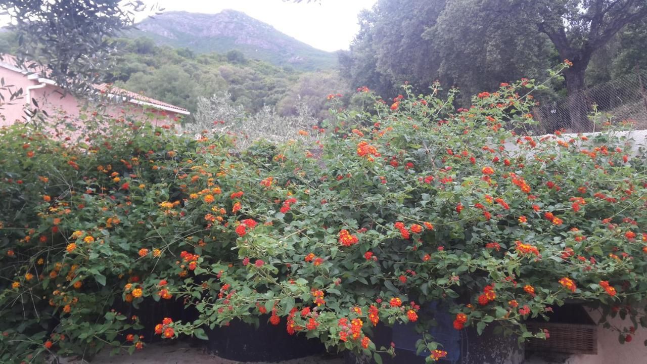 Appartements Luccisano Corse - Borgo visuel 2/5