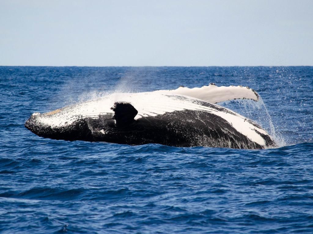 Cable Beachside Villas