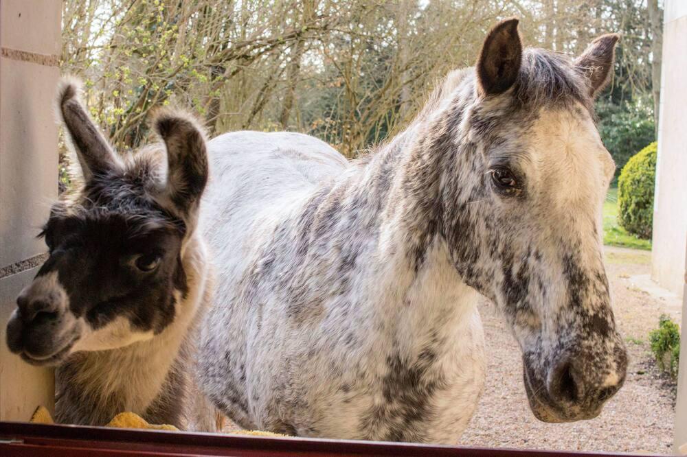 Manoir de la Maison Blanche Grand Centre - Amboise visuel 1/5