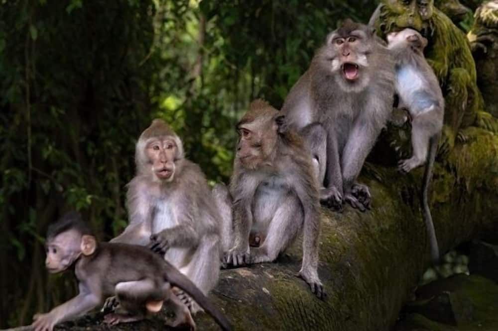 AnandaDara Ubud Resort & Spa