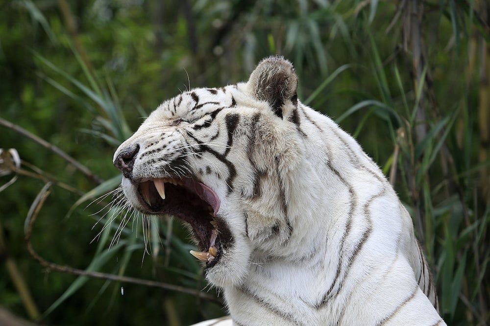 voco Royalty Puebla Downtown by IHG