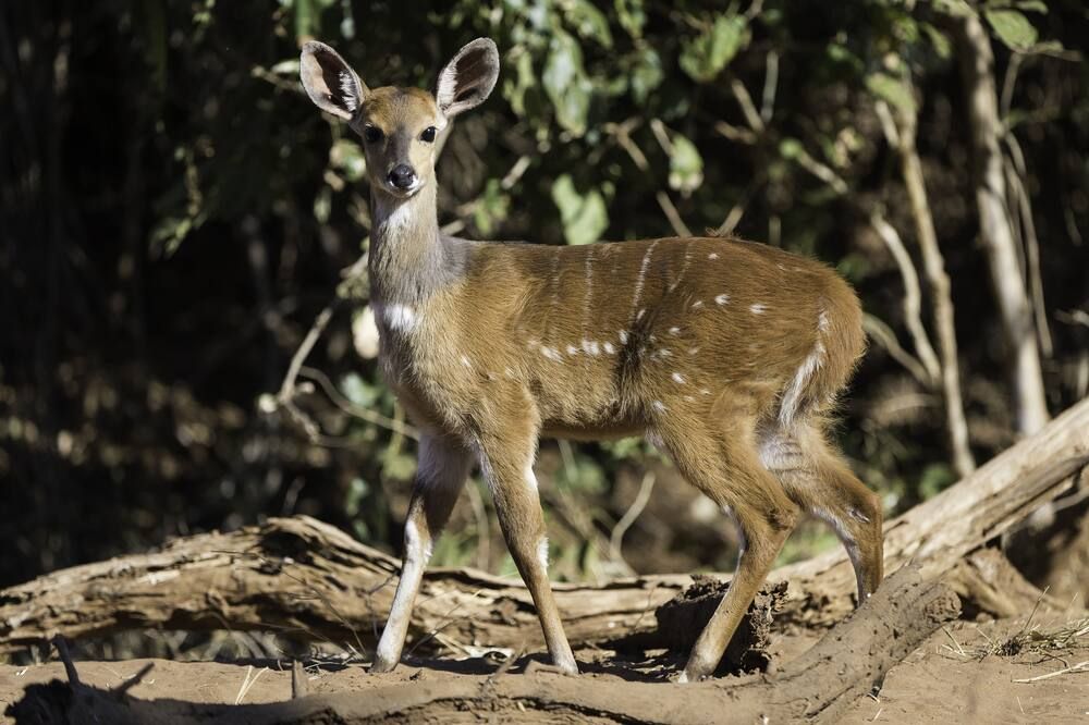 The Outpost & Pel's Post