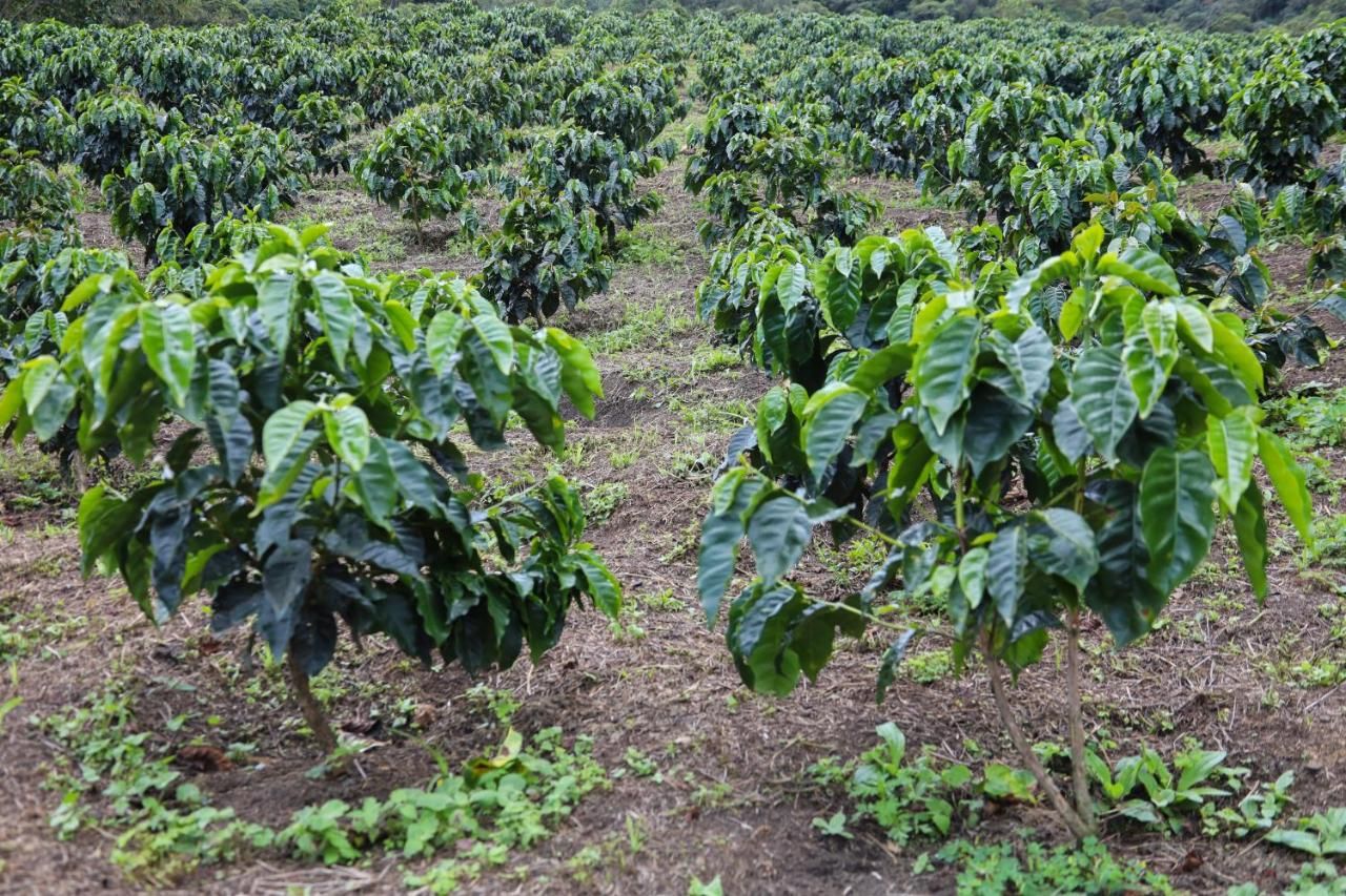 Hotel Cafetero Valparaíso
