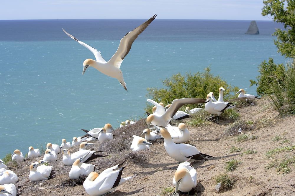 Rosewood Cape Kidnappers