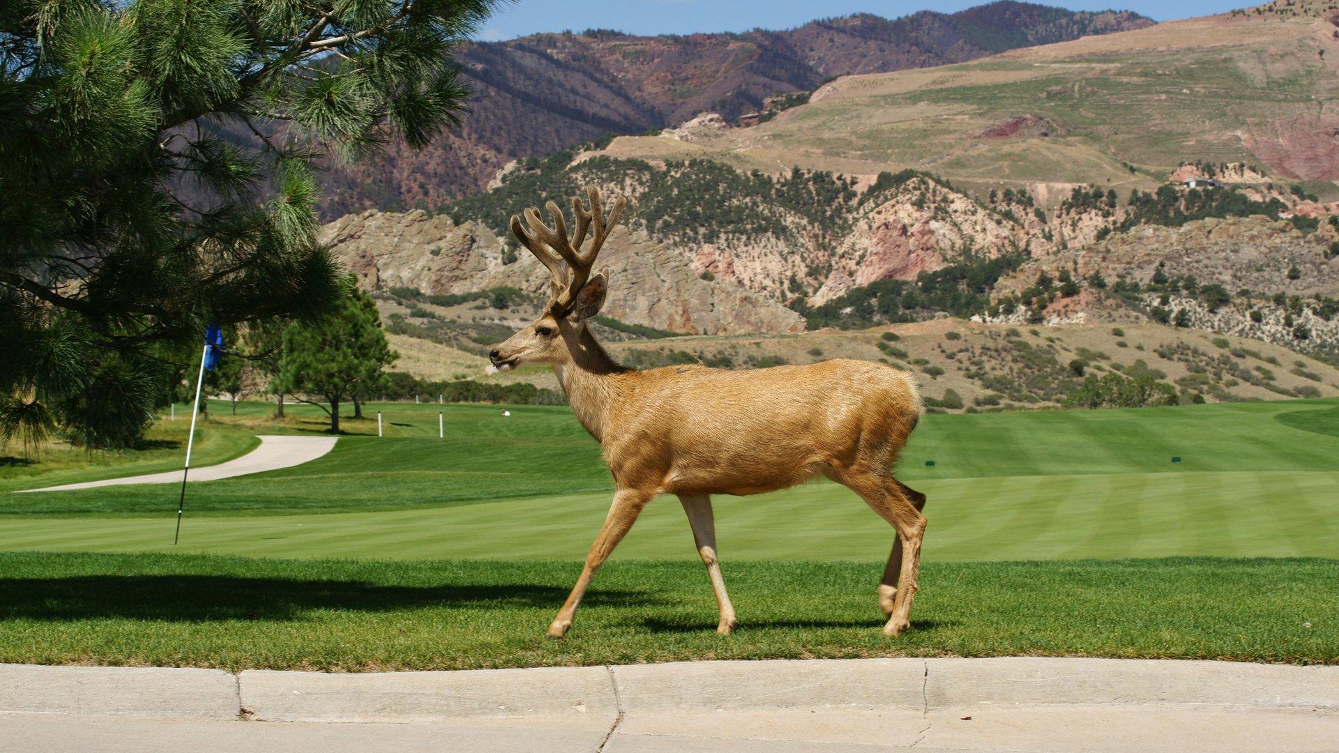 Garden of the Gods Club & Resort $275 ($̶1̶,̶0̶4̶8̶). Colorado Springs ...