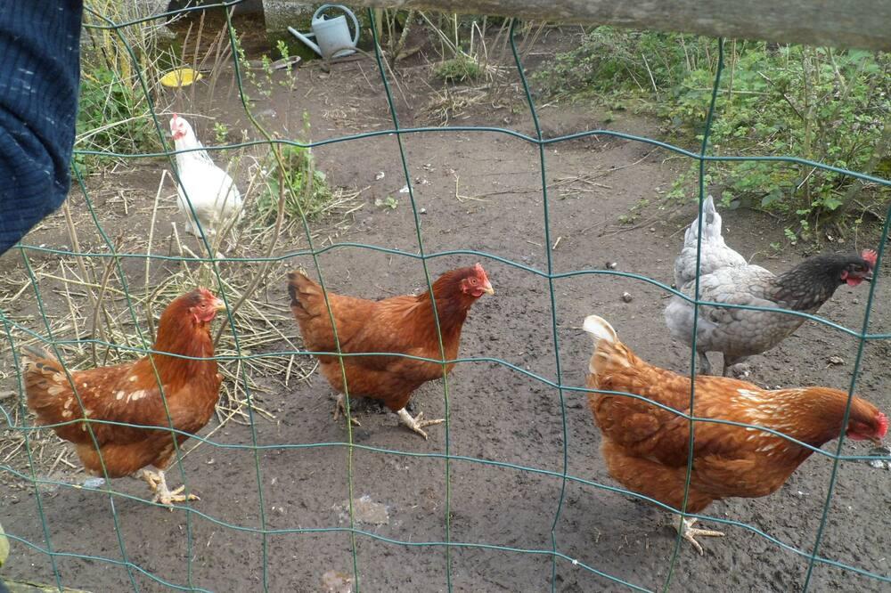 Les Gites de la Bodiniere Rural 3 gite complex - Poitou-Charentes - Moncoutant visuel 4/5 Les Gites de la Bodiniere Rural 3 gite complex - Poitou-Charentes - Moncoutant visuel 4/5