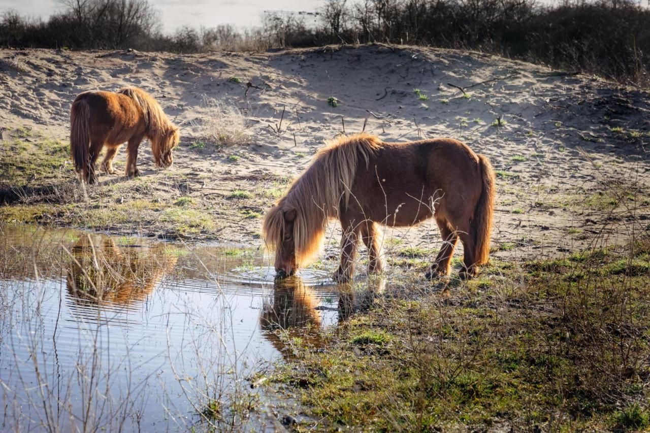 Dune Hotel Nieuwpoort