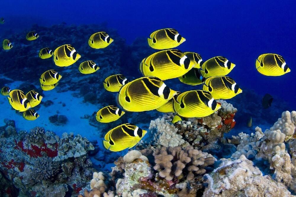 expedia_group-2659766-244524530-966273 Out of the Blue Resort