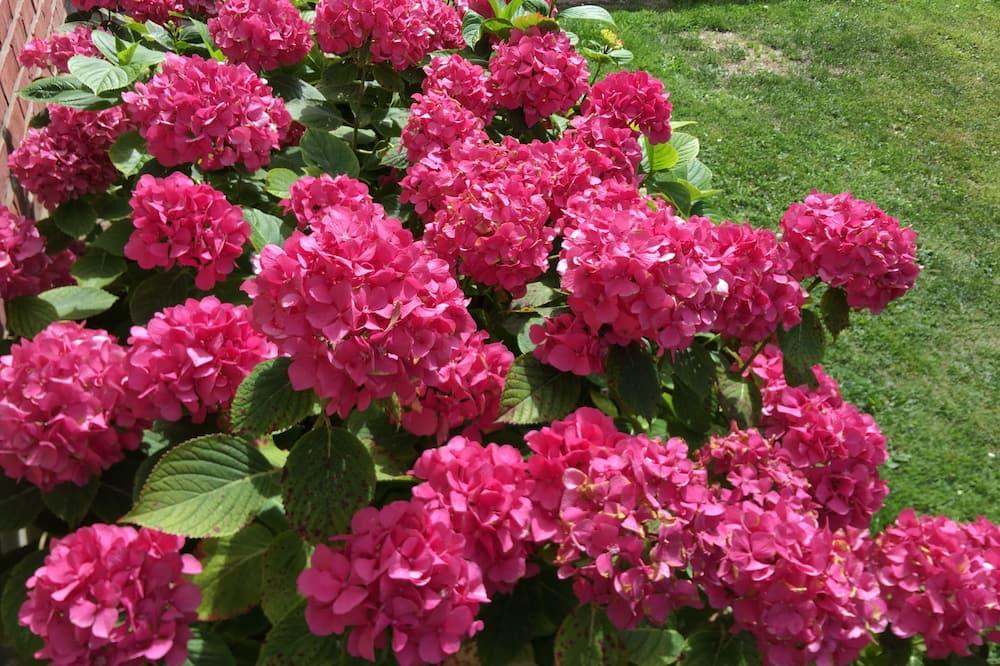 Chambre d'Hotes Les Hortensias Nord-Pas De Calais - Rang-du-Fliers visuel 1/5 Chambre d'Hotes Les Hortensias Nord-Pas De Calais - Rang-du-Fliers visuel 1/5