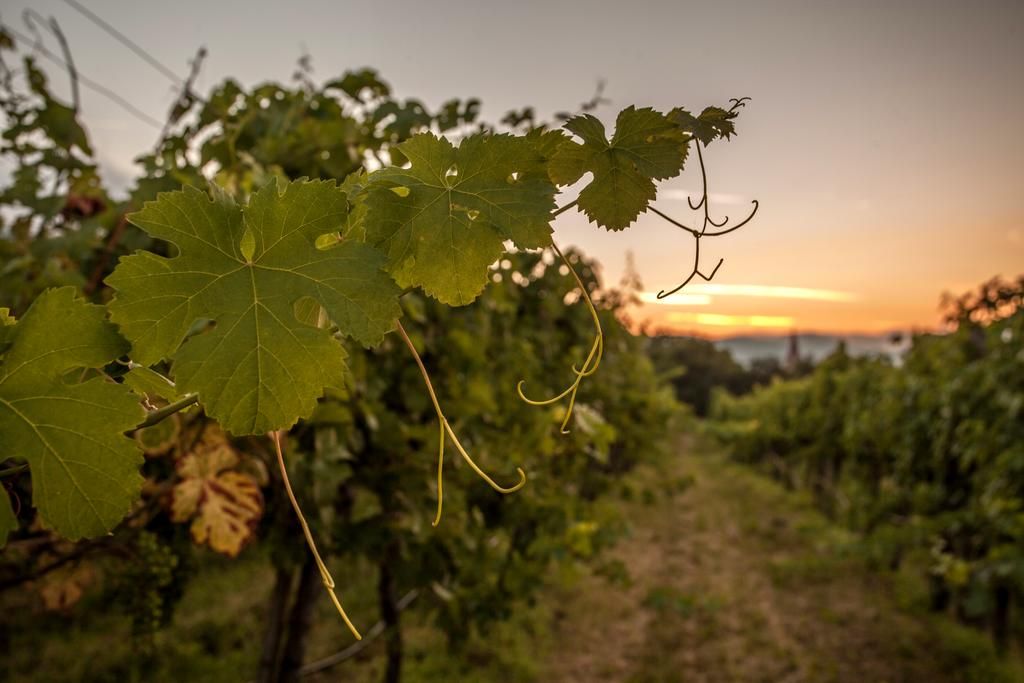 Hotel Garni Weinquadrat