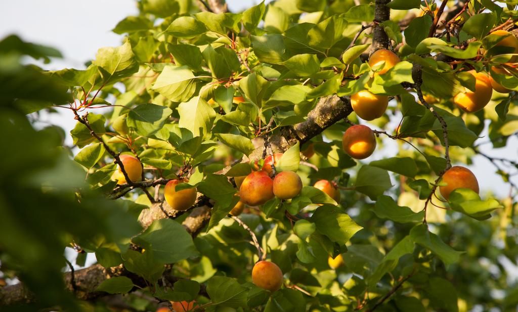 Hotel Garni Weinquadrat