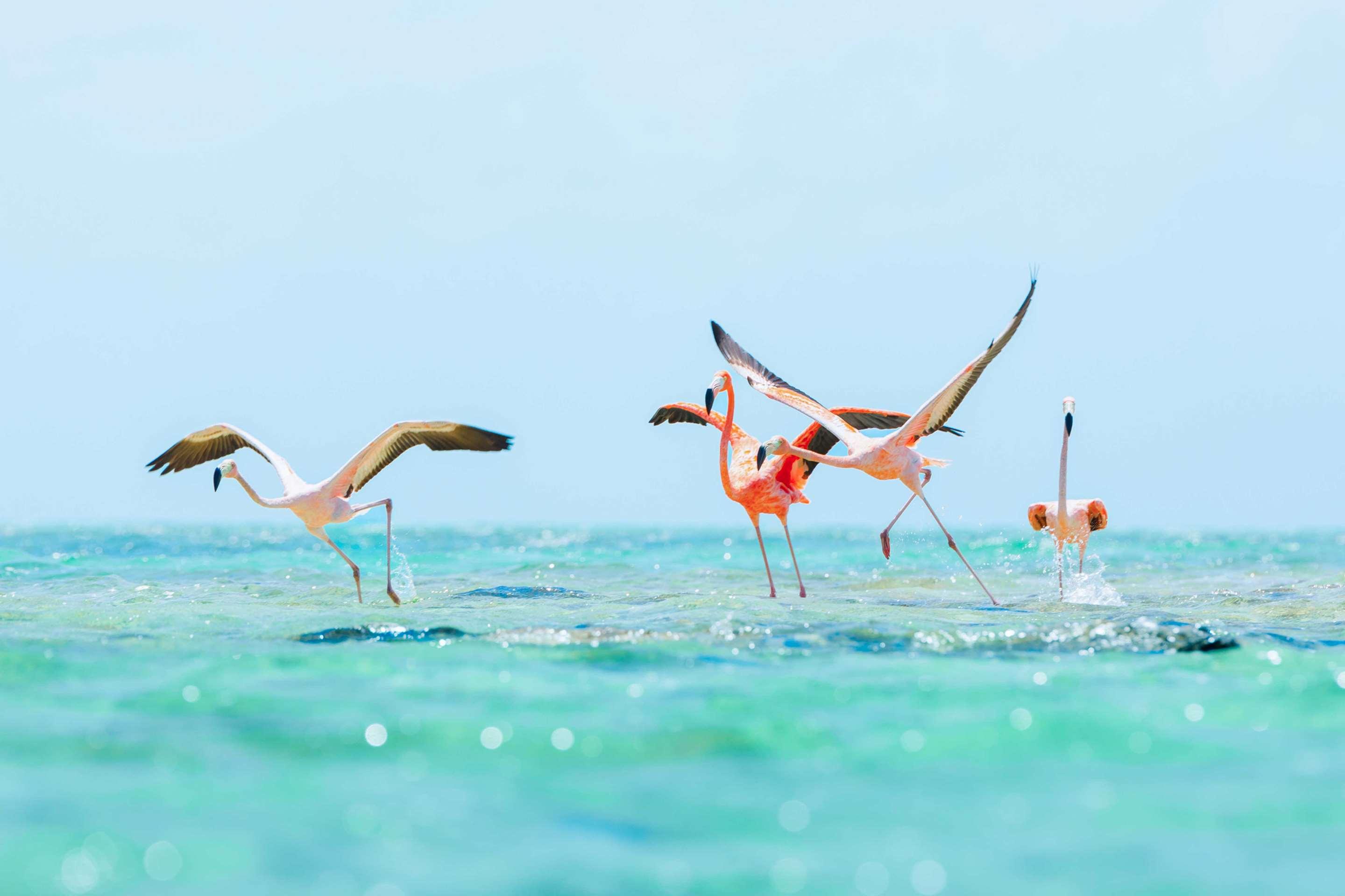 ice-4592231-107641862-684552 The Ambergis Cay