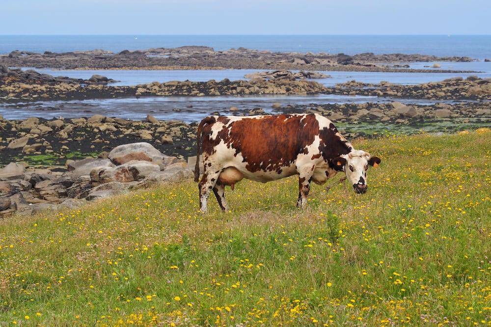 Breton cottage 300m from the beach, comfortable, close to the pink granite coast Bretagne - Plestin-les-Grèves visuel 3/5 Breton cottage 300m from the beach, comfortable, close to the pink granite coast Bretagne - Plestin-les-Grèves visuel 3/5