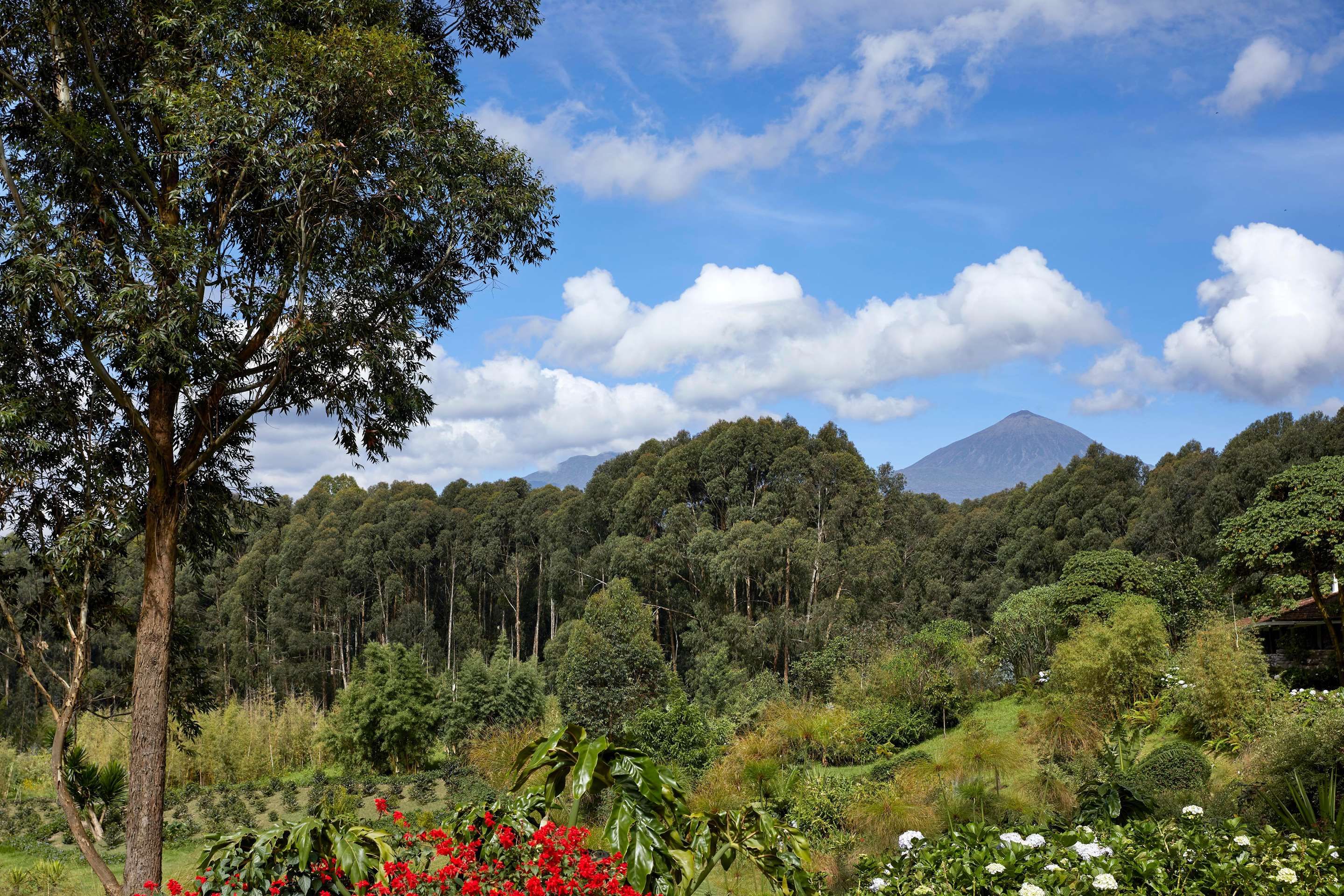 One&Only Gorilla's Nest