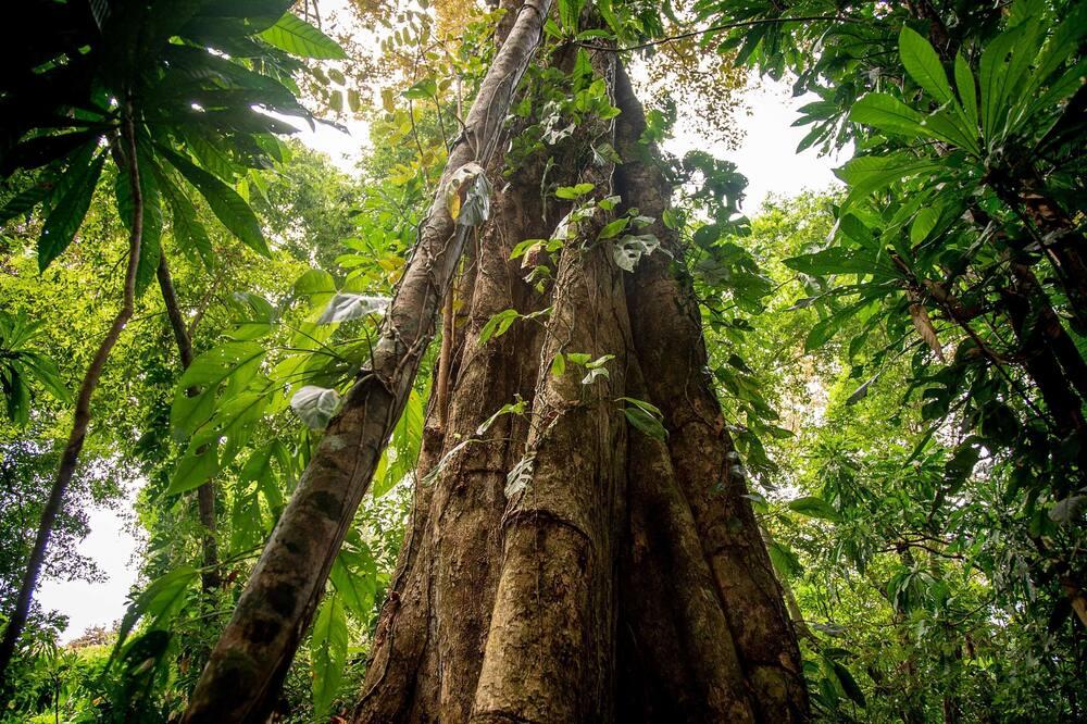Isla Palenque