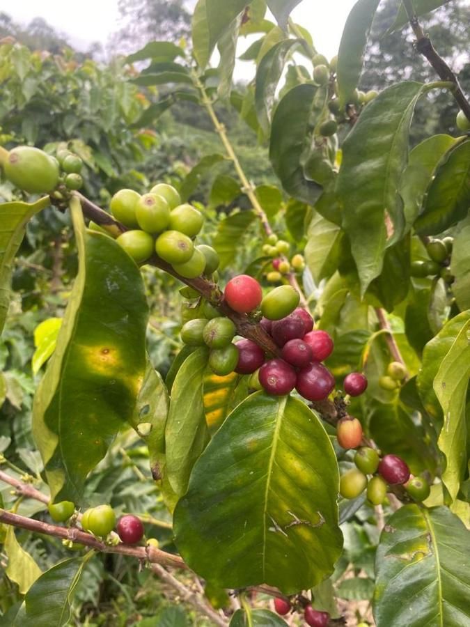 Hotel Cafetero Valparaíso