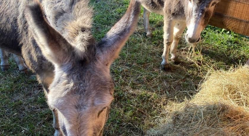 Camping Le Canoë Franche-Comté - Chaussin visuel 1/5