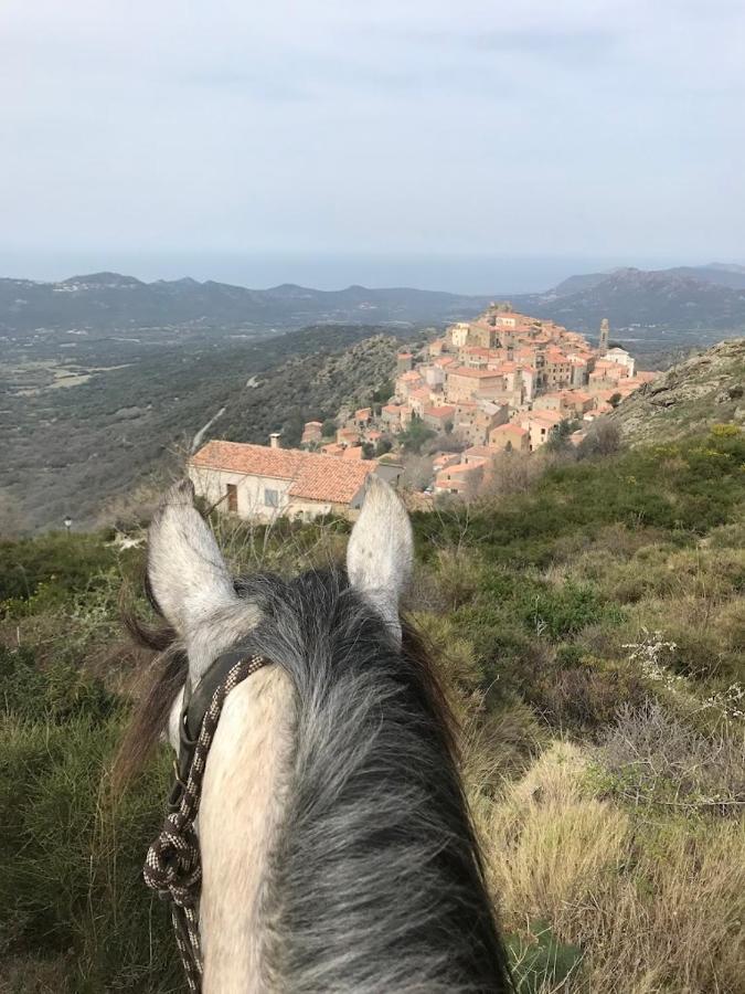 Grande maison à Belgodère Balagne Corsica - Belgodère visuel 1/5