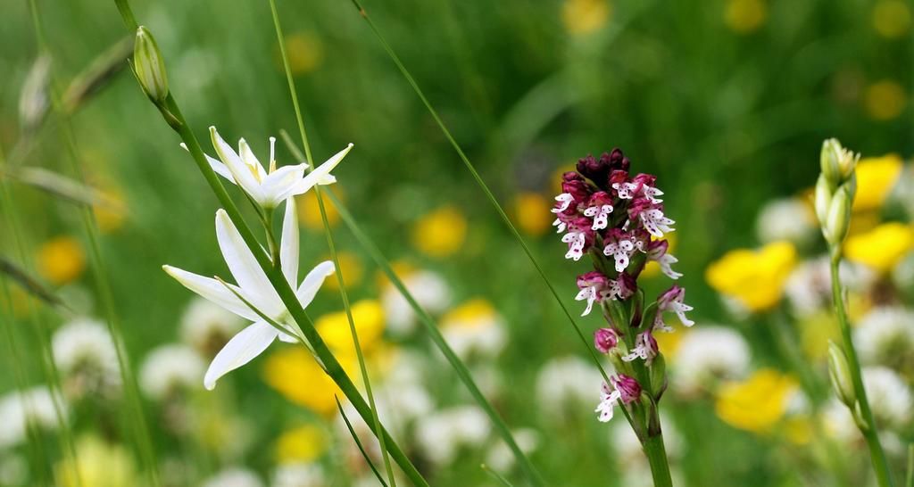 Hôtel La Grange Aux Marmottes
