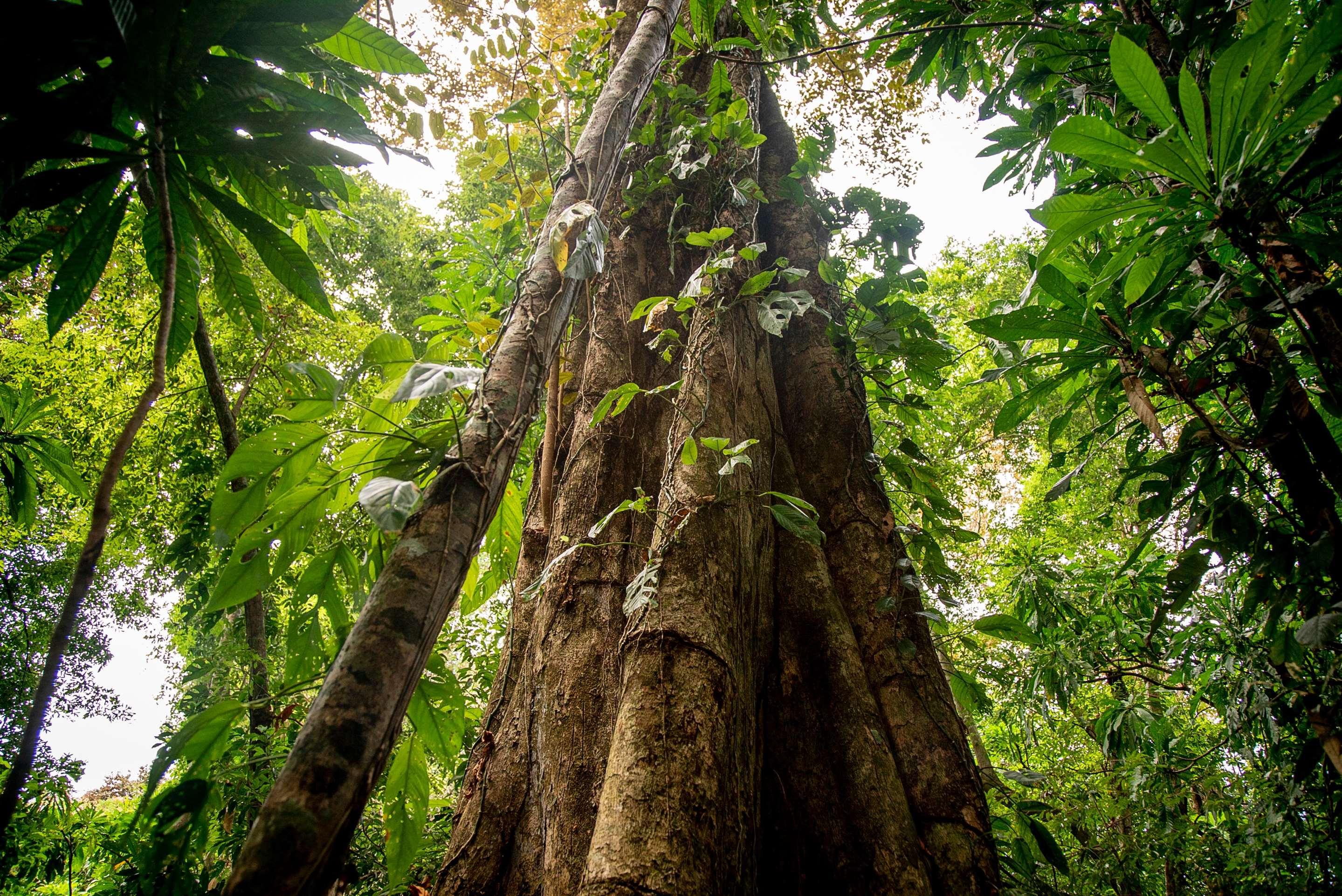 ice-2051244-b41471-923927 Isla Palenque