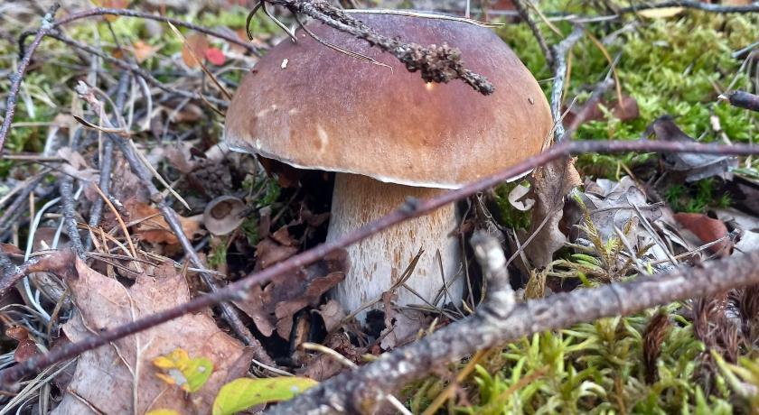Ma Cabane Au Bord Du Lac Limouqin - Neuvic visuel 2/5