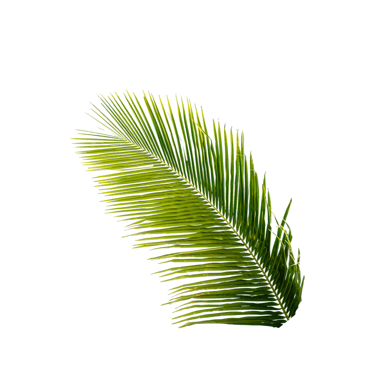 Palmleaf