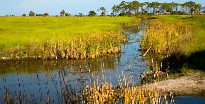 St. Marks National Wildlife Refuge