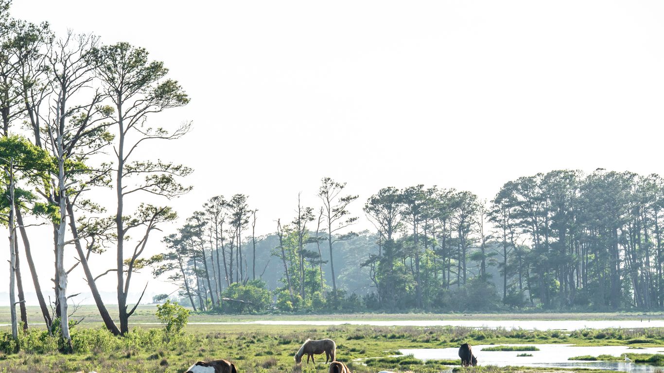 Chincoteague Chincoteague