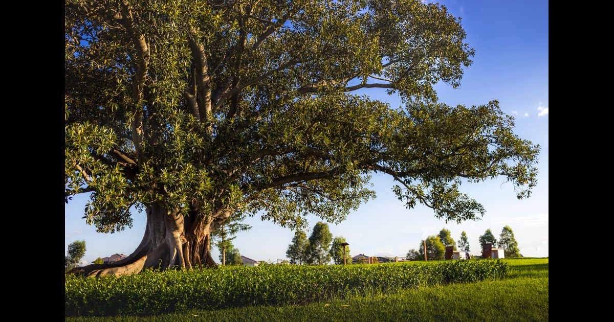 Thrifty hire cars in Blacktown KAYAK