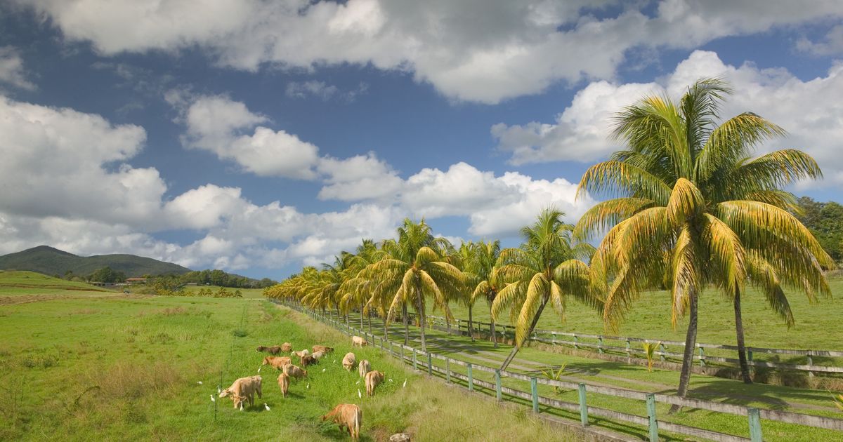 Guide touristique SainteRose Tourisme à SainteRose KAYAK