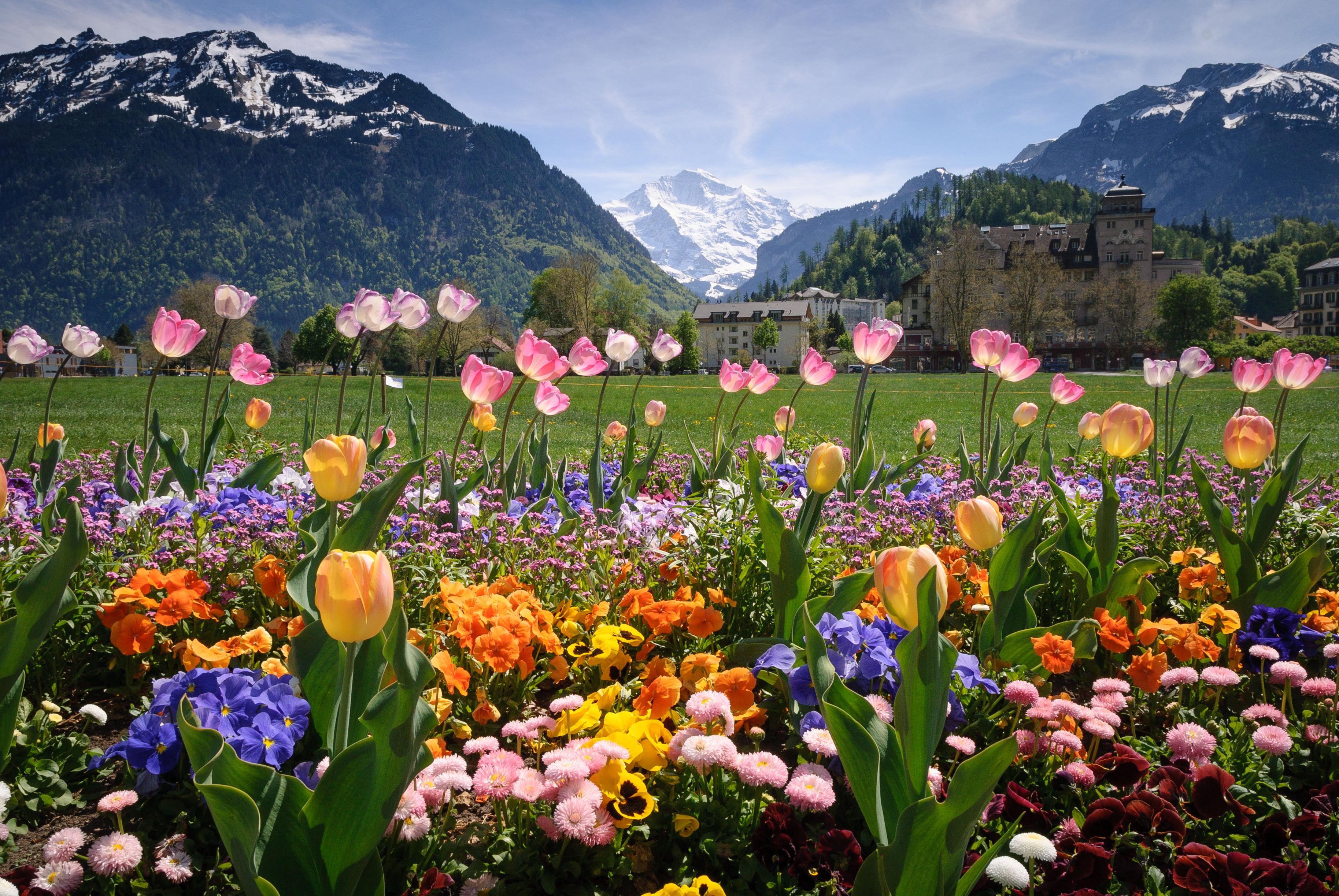 Flug Interlaken | Billige Flüge Nach Interlaken Ab € 59 - Checkfelix