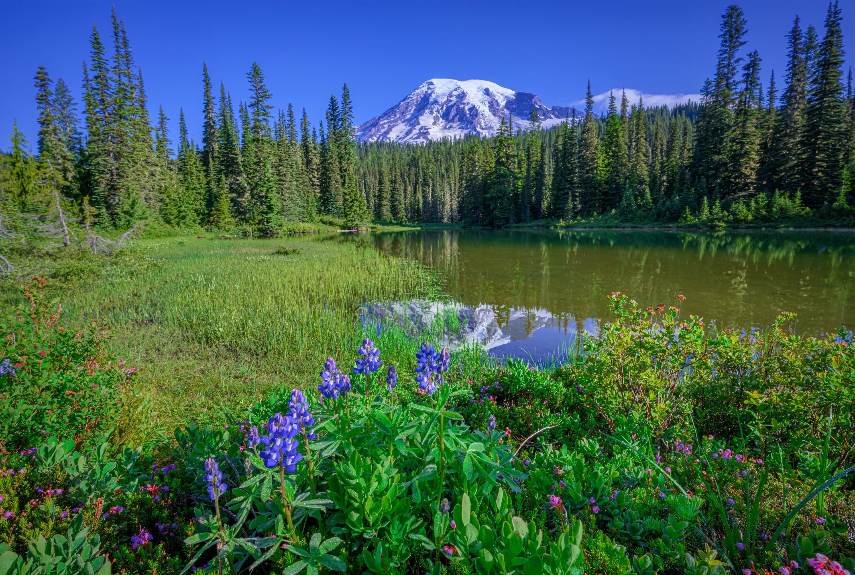 Vacations in Mount Rainier National Park