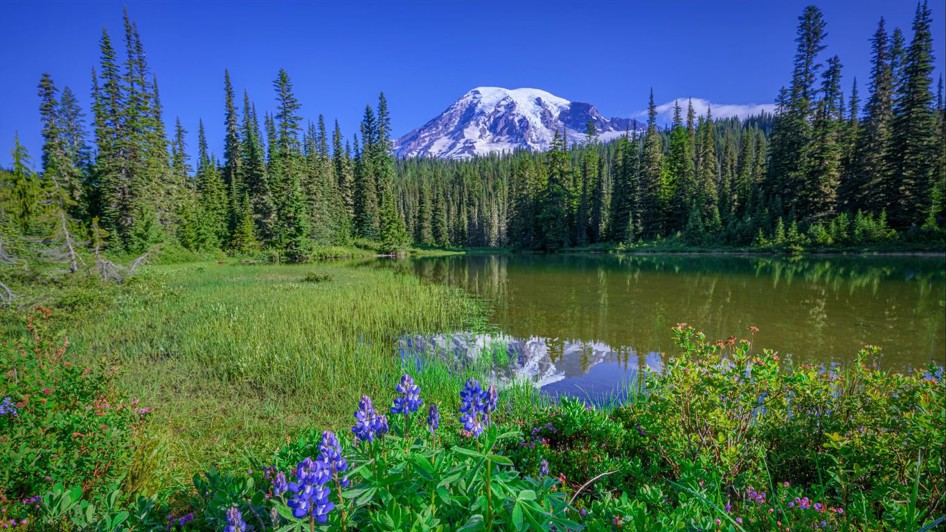 Vacations in Mount Rainier National Park