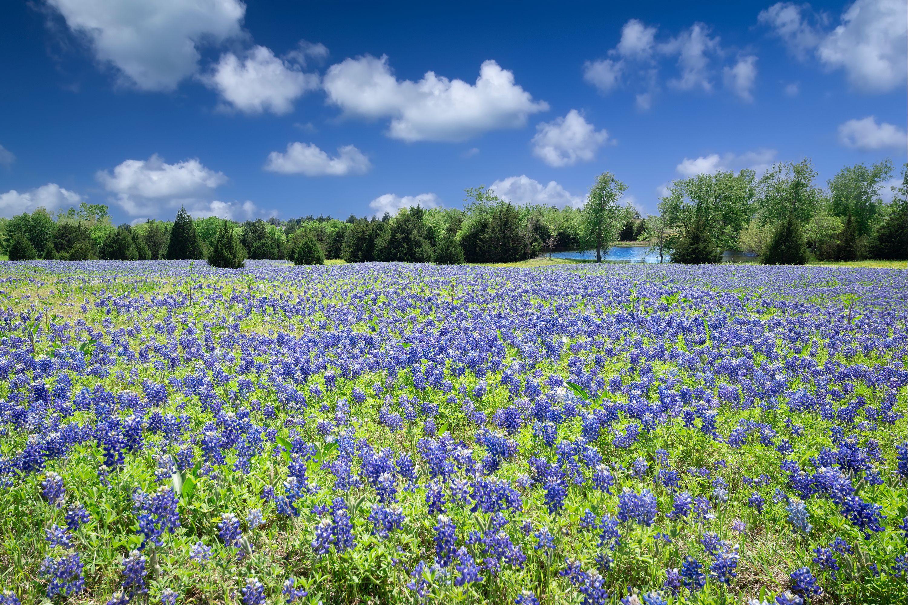 Cheap Flights from Tennessee to Texas from 34 KAYAK