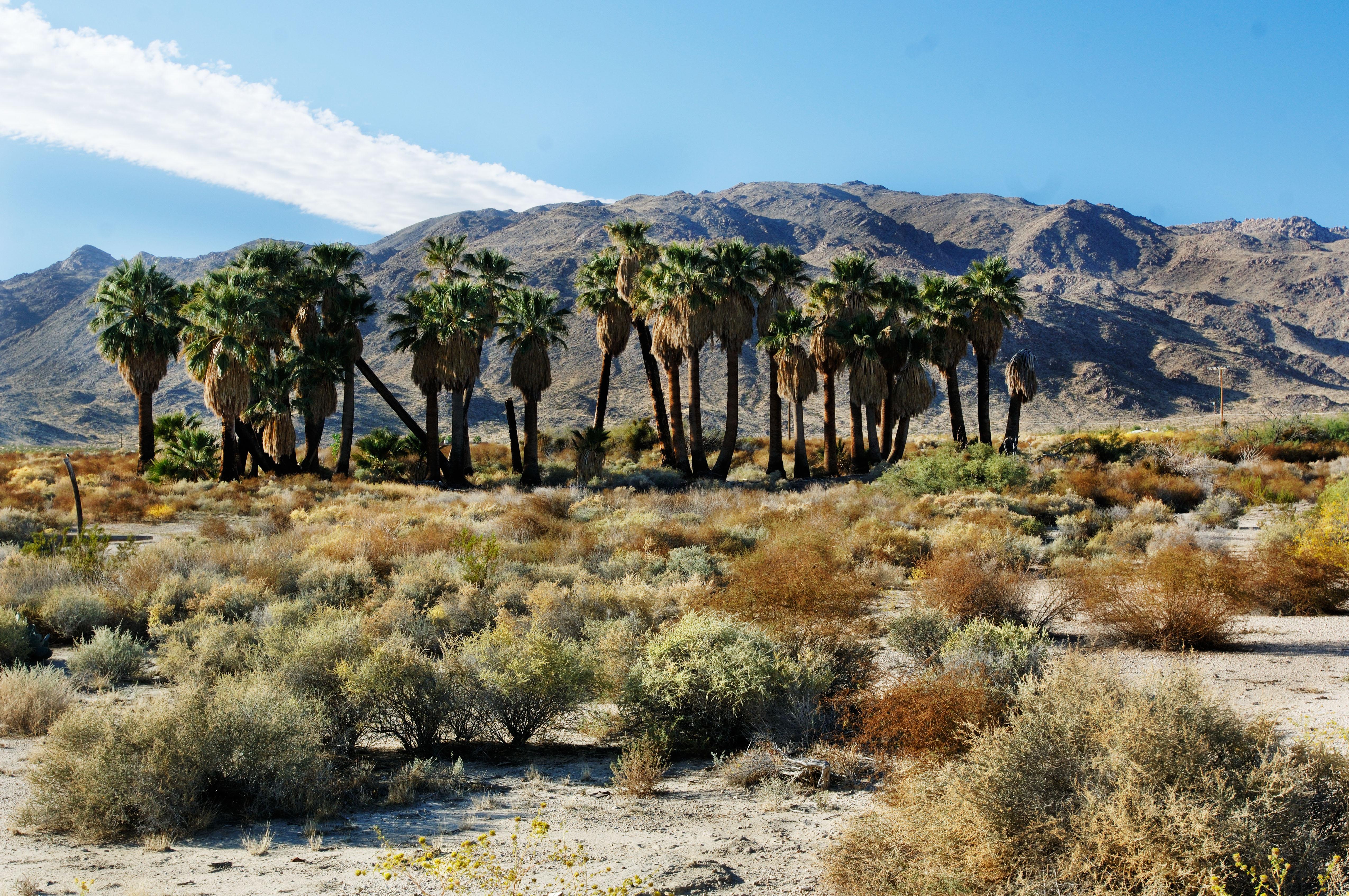 16 Best Hotels In Twentynine Palms. Hotels From $57/night - KAYAK